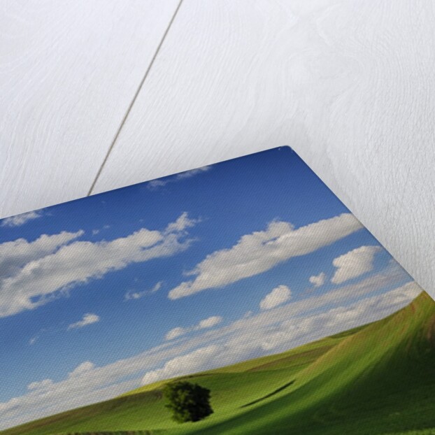Rolling Wheat Fields with Lone Tree by Anonymous