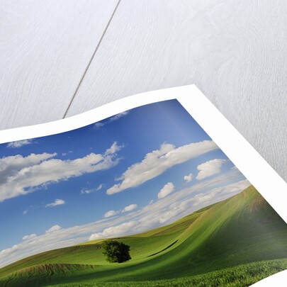 Rolling Wheat Fields with Lone Tree by Anonymous