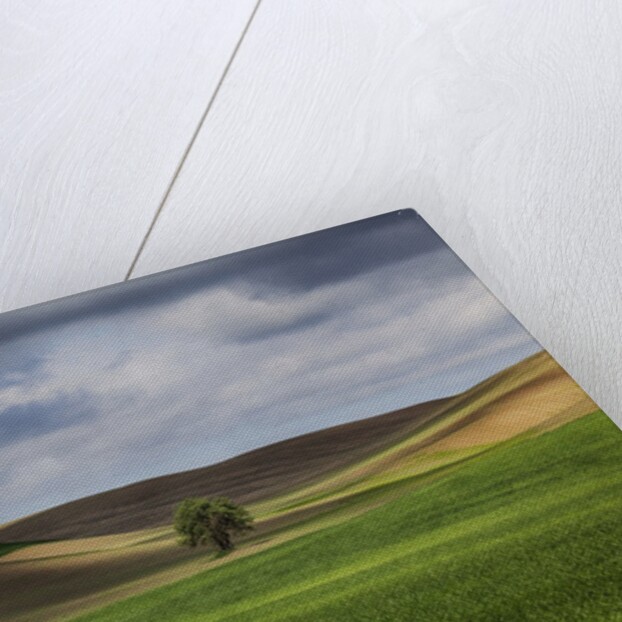 Rolling Wheat Fields with Lone Tree by Anonymous