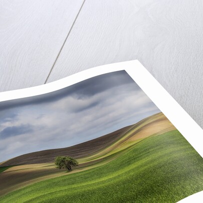 Rolling Wheat Fields with Lone Tree by Anonymous