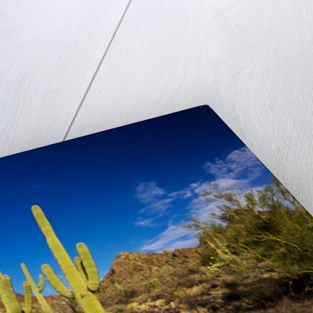 Sonoran Desert and Mountains of the Saguaro National Park by Anonymous