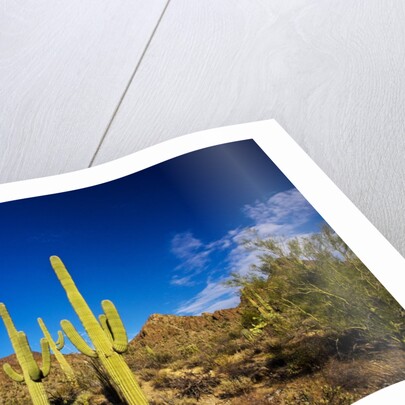 Sonoran Desert and Mountains of the Saguaro National Park by Anonymous