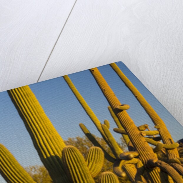 Sonoran Desert of the Saguaro National Park by Anonymous