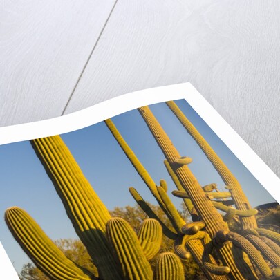 Sonoran Desert of the Saguaro National Park by Anonymous