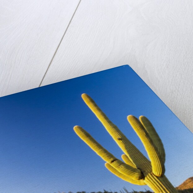 Sonoran Desert and Mountains of the Saguaro National Park by Anonymous