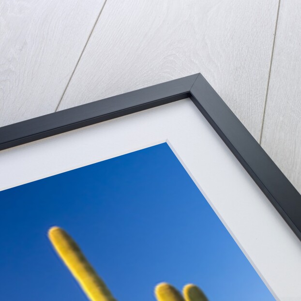 Sonoran Desert and Mountains of the Saguaro National Park by Anonymous