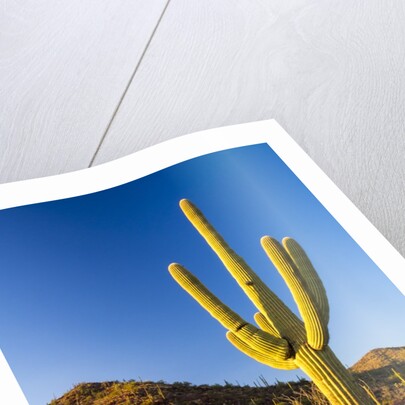 Sonoran Desert and Mountains of the Saguaro National Park by Anonymous