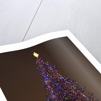 Capitol Christmas Tree at dusk in front of U.S. Capitol, Washington D.C. by Anonymous