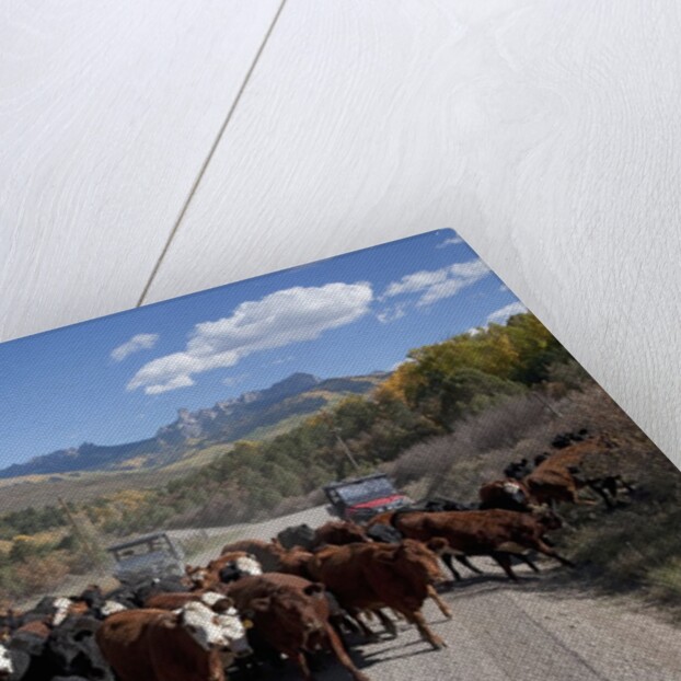 Cattledrive looking towards Chimney Peak, near Ridgeway, Colorado by Anonymous