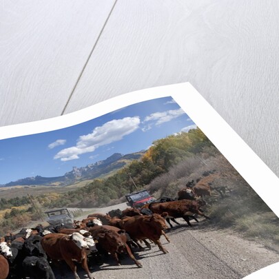 Cattledrive looking towards Chimney Peak, near Ridgeway, Colorado by Anonymous