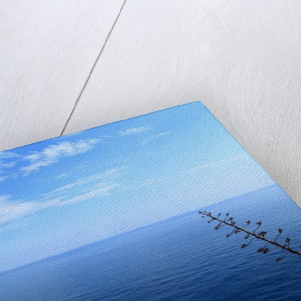 Baia de Tossa by Anonymous