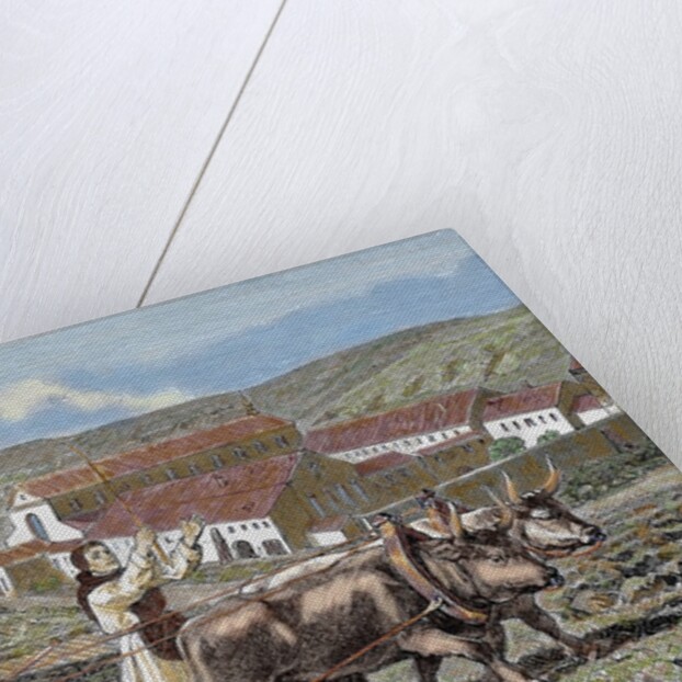 Monks ploughing the land with oxen. Germany. by Anonymous