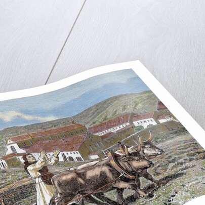 Monks ploughing the land with oxen. Germany. by Anonymous