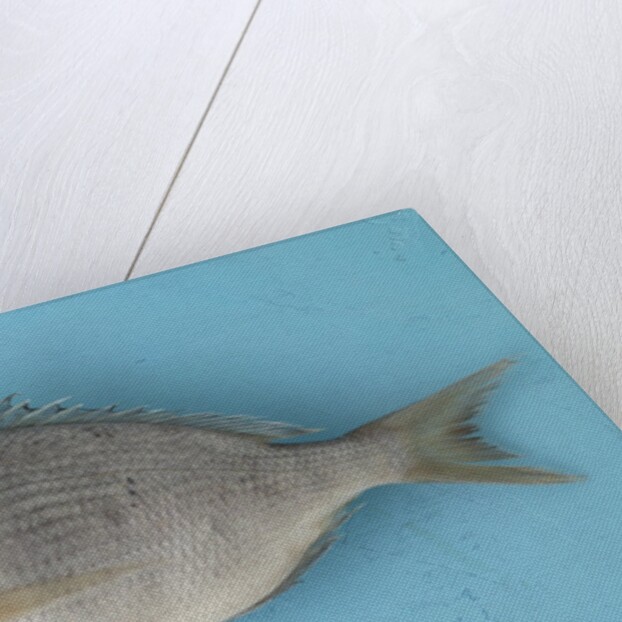 White fish by Anonymous