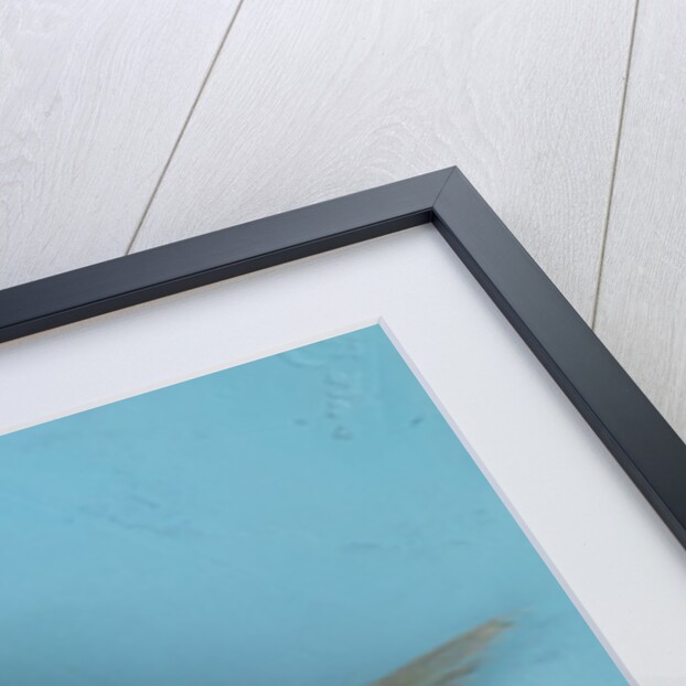 White fish by Anonymous