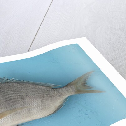 White fish by Anonymous