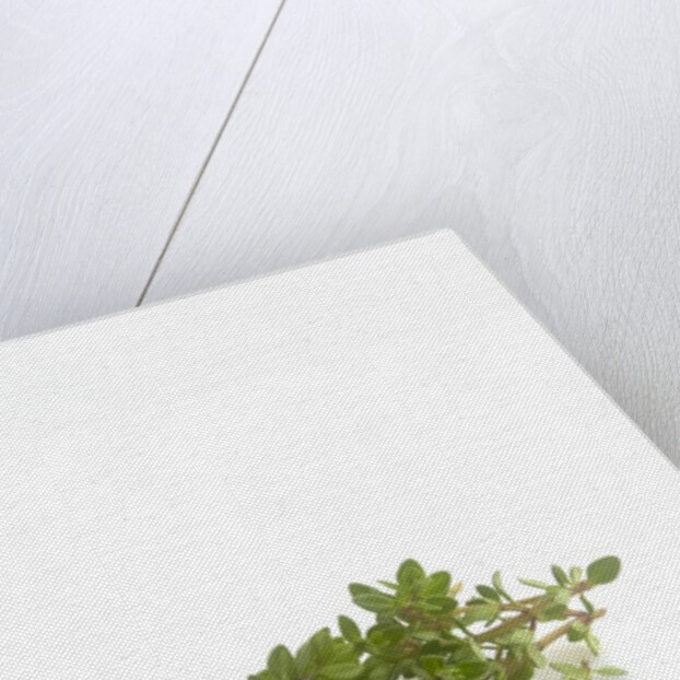 Lemon thyme sprigs by Anonymous