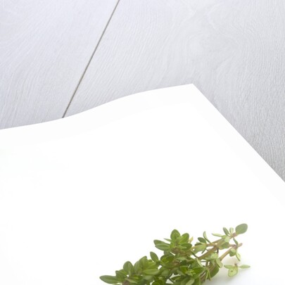 Lemon thyme sprigs by Anonymous