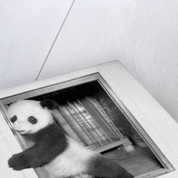 Giant panda Su-Lin at the Brookfield Zoo in Illinois, USA, ca. 1937 by Anonymous