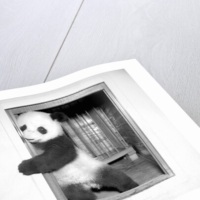 Giant panda Su-Lin at the Brookfield Zoo in Illinois, USA, ca. 1937 by Anonymous