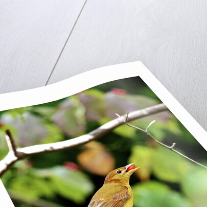 Summer Tanager feeding on dogwood berry by Anonymous