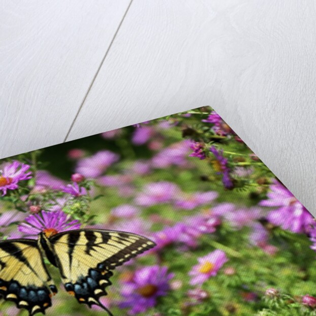 Fluted Swallowtail butterfly on flower by Anonymous