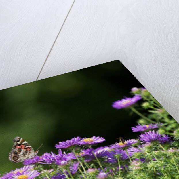 American Painted Lady (Vanessa virginiensis) on flower by Anonymous