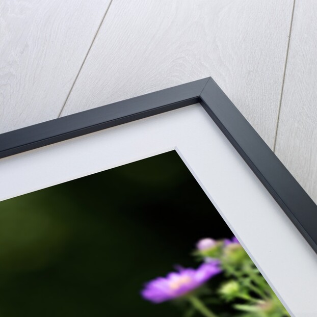 American Painted Lady (Vanessa virginiensis) on flower by Anonymous