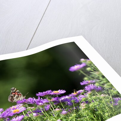 American Painted Lady (Vanessa virginiensis) on flower by Anonymous
