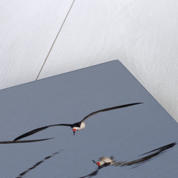 Pair of flying Black Skimmers by Anonymous