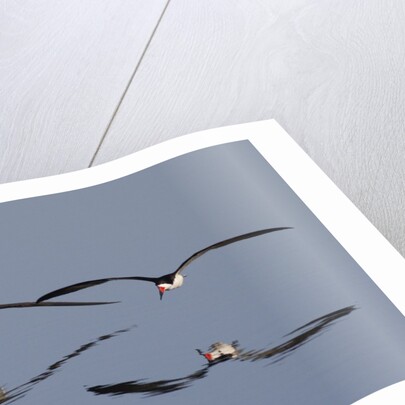 Pair of flying Black Skimmers by Anonymous