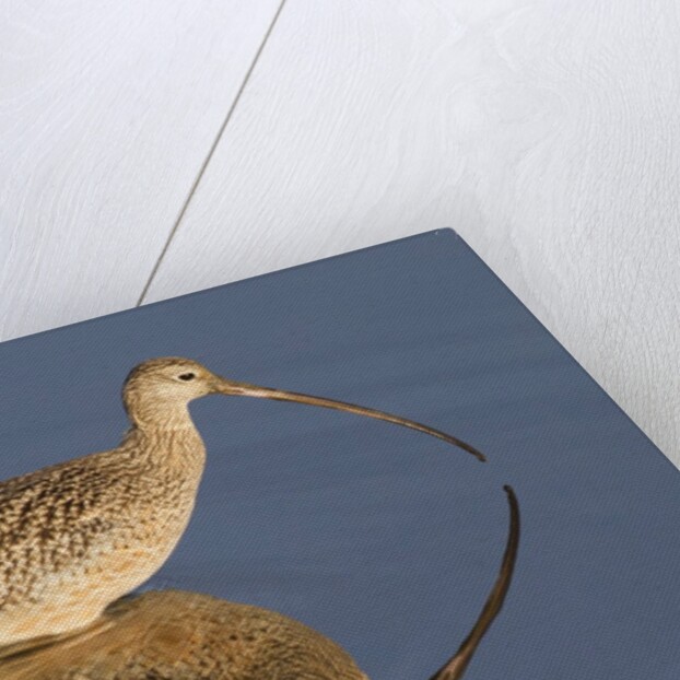 Long-Billed Curlew with reflection by Anonymous