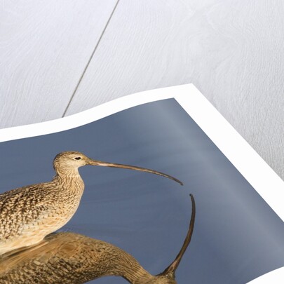 Long-Billed Curlew with reflection by Anonymous