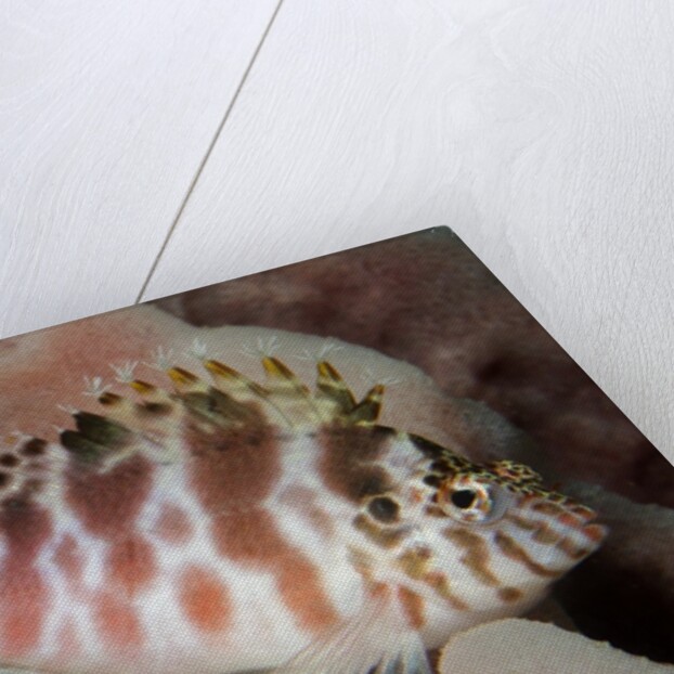 Dwarf Hawkfish by Anonymous