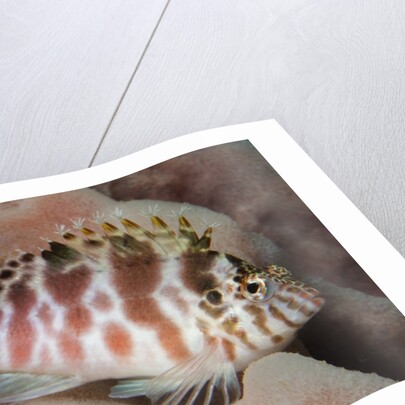Dwarf Hawkfish by Anonymous