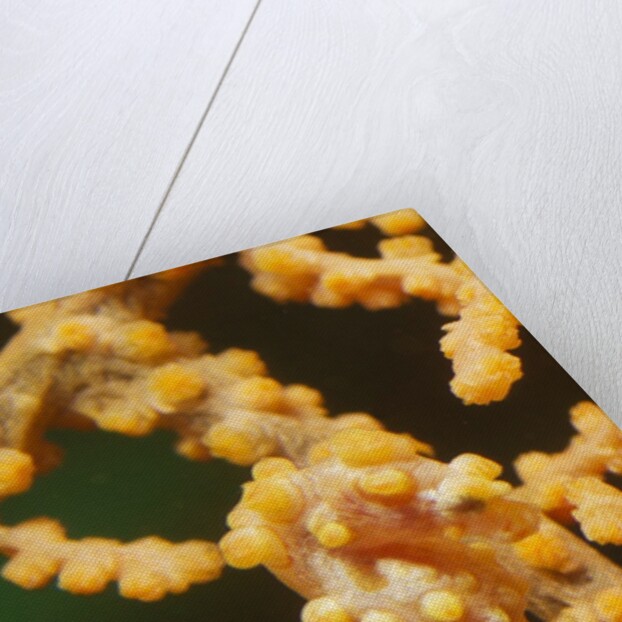 Pygmy Seahorse by Anonymous