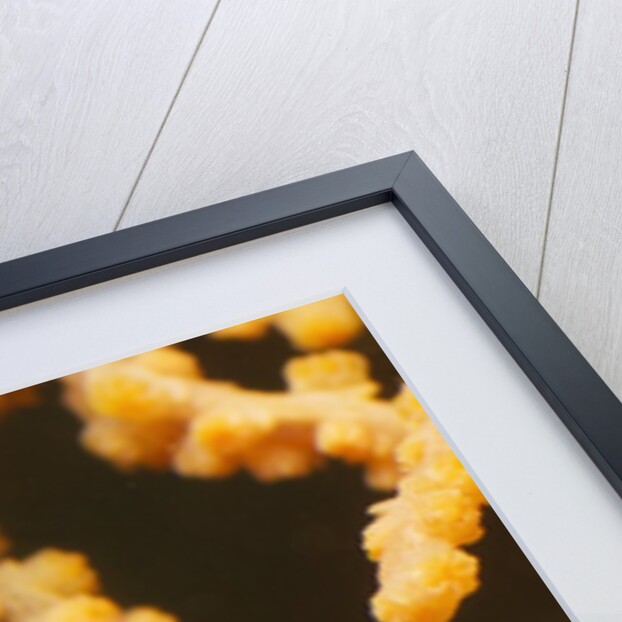 Pygmy Seahorse by Anonymous