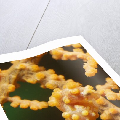 Pygmy Seahorse by Anonymous