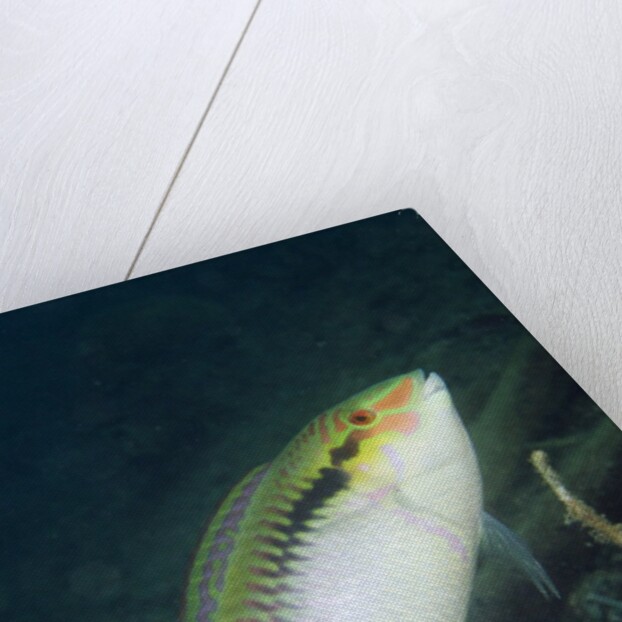 Zigzag Wrasse by Anonymous