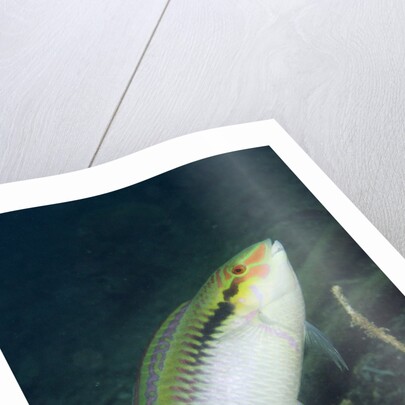 Zigzag Wrasse by Anonymous