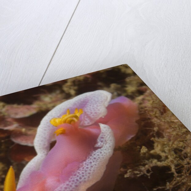 Robe Hem Hypselodoris by Anonymous