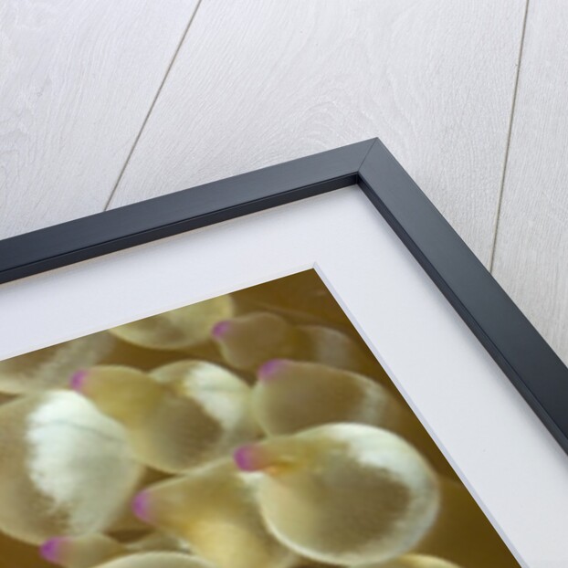 Spinecheek Anemoneifsh by Anonymous