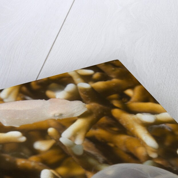 Broadclub Cuttlefish hatching by Anonymous