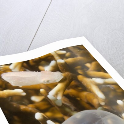 Broadclub Cuttlefish hatching by Anonymous