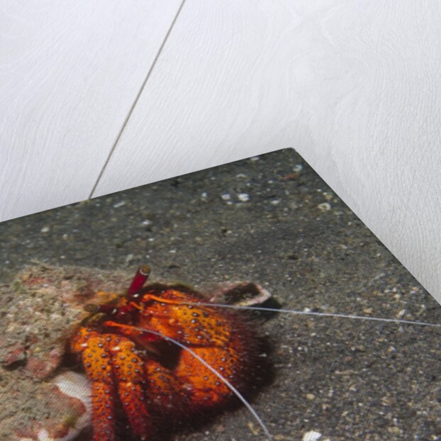 White-Spotted Hermit Crab by Anonymous
