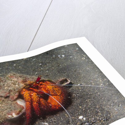 White-Spotted Hermit Crab by Anonymous