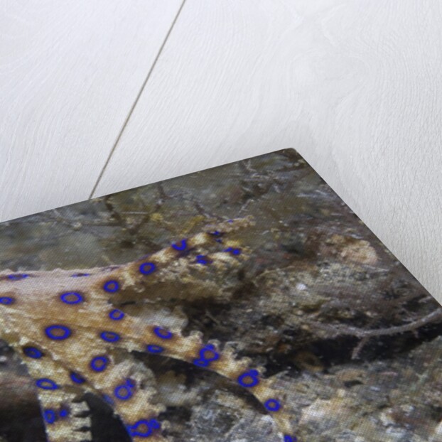 Blue-Ringed Octopus by Anonymous