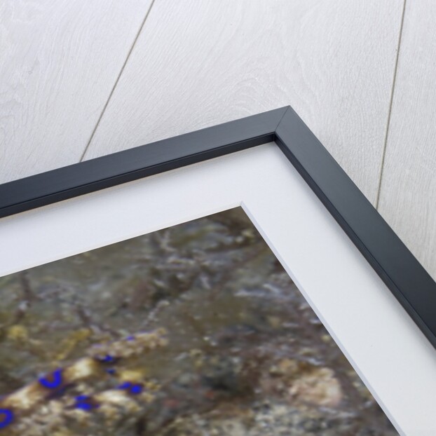 Blue-Ringed Octopus by Anonymous