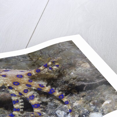 Blue-Ringed Octopus by Anonymous