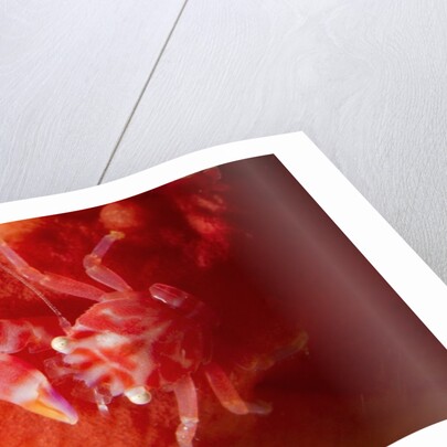 Soft Coral Porcelain Crab by Anonymous
